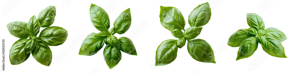 Fototapeta premium Close up shot of fresh vibrant green basil leaves an essential herb used in Mediterranean and Italian cuisine for its distinctive flavor and aroma