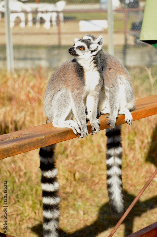 Fototapeta premium Ring tailed lemurs