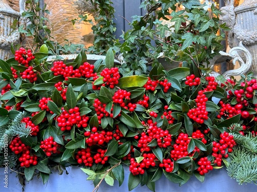 Red berries winterberry holly Ilex verticillata ornamental plant. photo