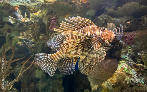 Fototapeta Naklejka Na Ścianę i Meble -  Lion fish in aquarium