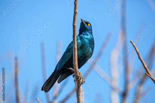 Cape Glossy Starling perched on a bare branch photo