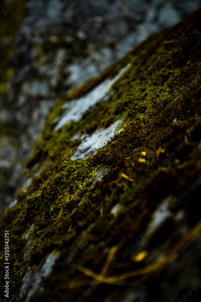 moss on the rock moss on the rock