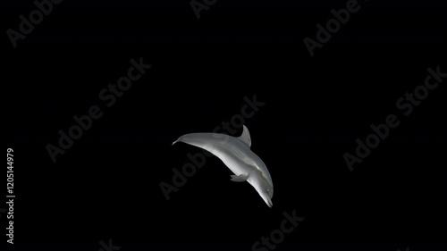 Dolphin jumps out of the water, performs a flip, and returns in a seamless loop, captured from three different camera angles. Includes a clean alpha channel for easy background customization.