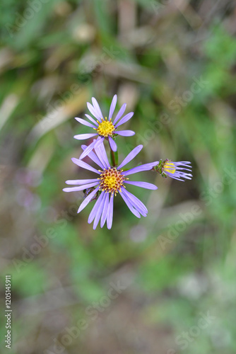 Summer Michaelmas daisy flowers