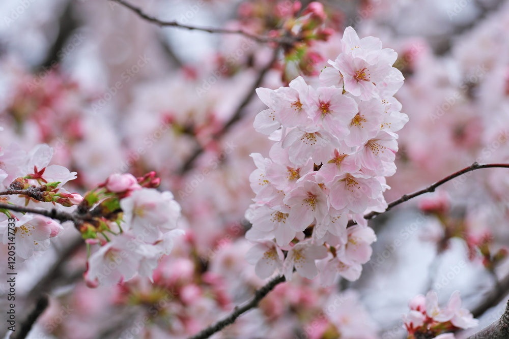 Obraz premium 陽気を感じる春