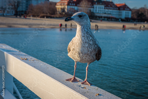 Sopot, Poland - December 25 2024 "Winter walk on pier in Sopot"
