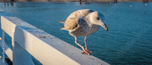 Sopot, Poland - December 25 2024 "Winter walk on pier in Sopot"