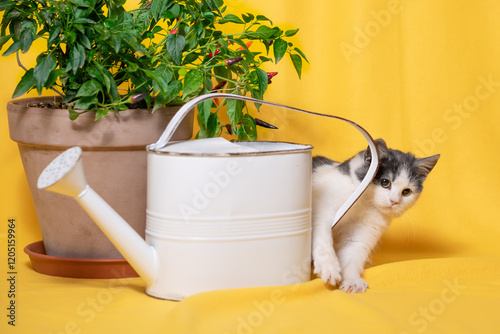 indoor floriculture a gray-white kitten playing next to a metal watering can and a flower pot with a decorative pepper plant on a bright yellow background photo