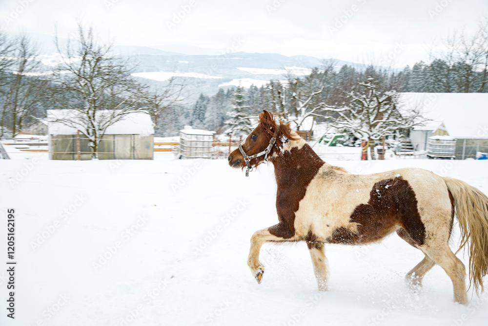 horses in snow horses in snow