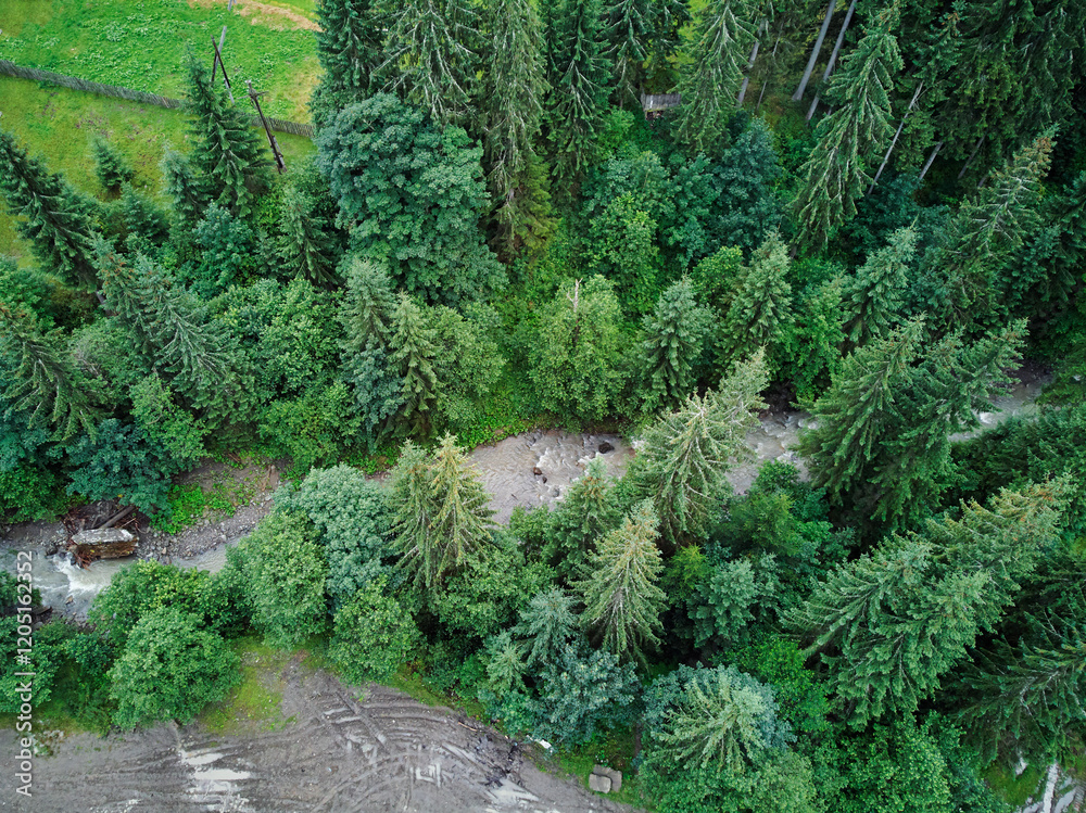 Naklejka premium Aerial View of a Lush Green Forest with a Flowing Stream..