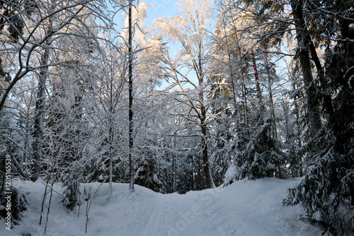 Canvas Print Winter