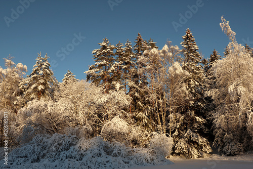 Obraz na płótnie Winter