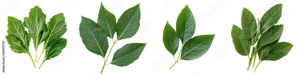 Fototapeta premium Variety of lush green leaves in a botanical backdrop showcasing the vibrant and healthy growth of natural plant life This image highlights the freshness organic nature