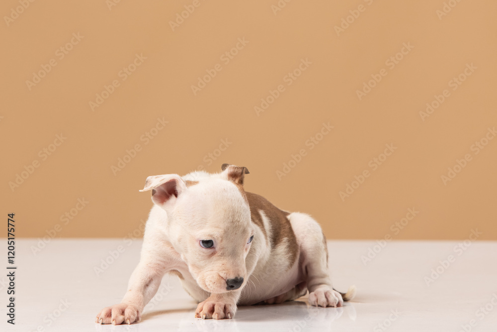 Fototapeta premium American Staffordshire Terrier puppy on a uniform background