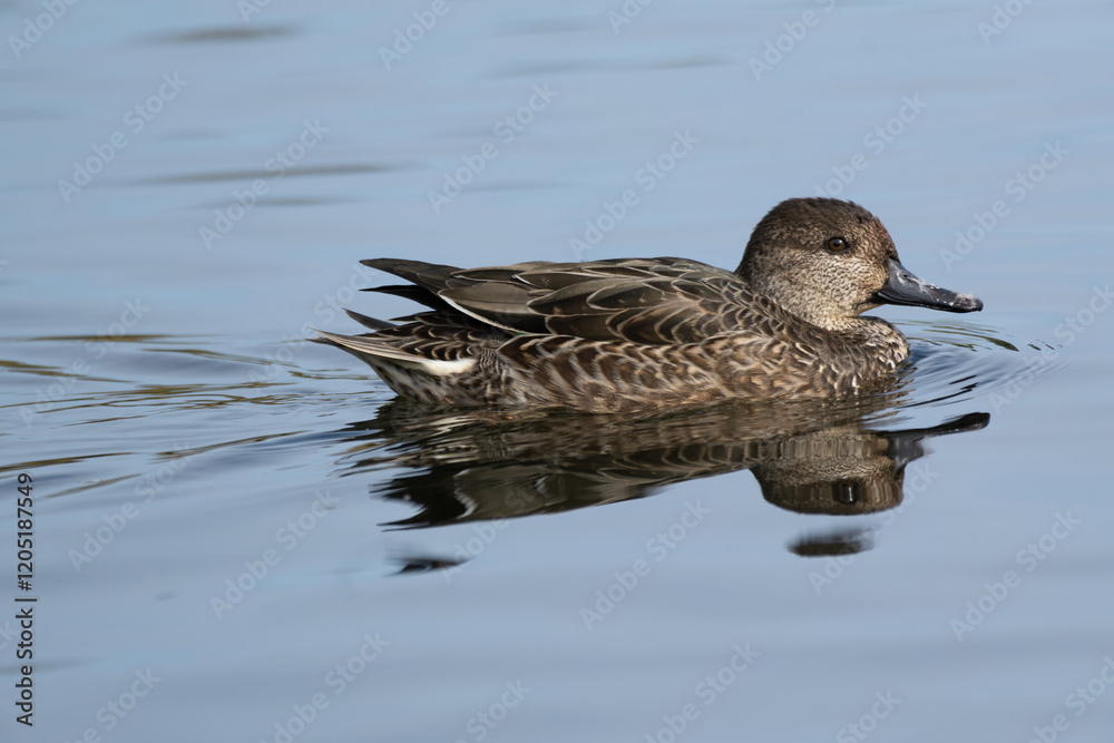 Wild Eurasian Teal (scientific name Anas crecca) or Common Teal swimming in the pond Wild Eurasian Teal (scientific name Anas crecca) or Common Teal swimming in the pond