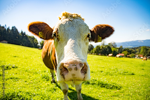 Cow pasture with cow looking directly into the camera