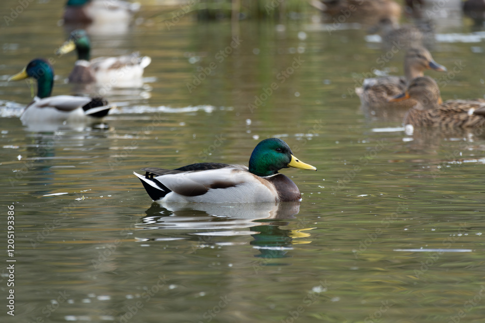 Obraz premium Male Mallard or Wild Duck (Anas platyrhynchos) swimming in a pond