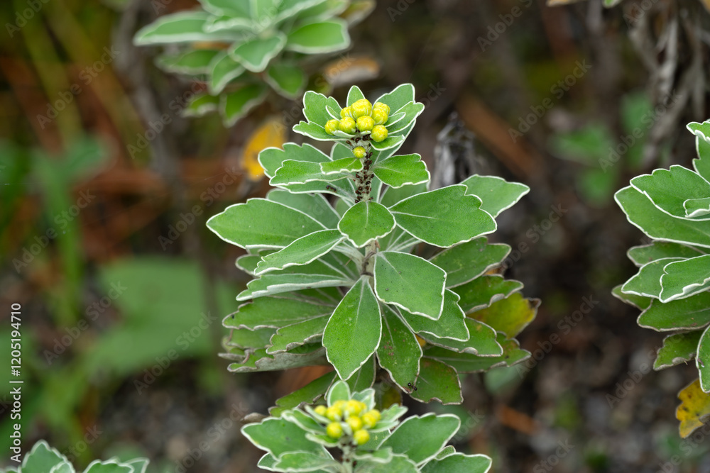 Fototapeta premium Leaves of Chrysanthemum pacificum, commonly called gold and silver chrysanthemum (Insects on stem)