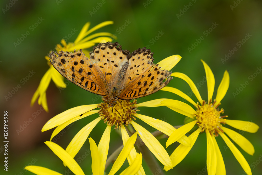 The Indian fritillary (Argynnis hyperbius) sucks on the nectar of flowers The Indian fritillary (Argynnis hyperbius) sucks on the nectar of flowers