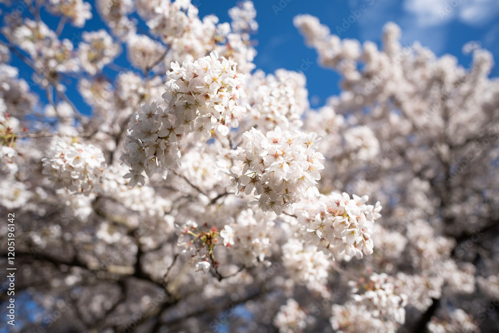 blossom in spring, Cherry flower, Sakura, University of Canterbury, Christchurch, New Zealand blossom in spring, Cherry flower, Sakura, University of Canterbury, Christchurch, New Zealand
