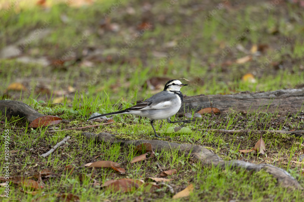 Obraz premium White Wagtail 