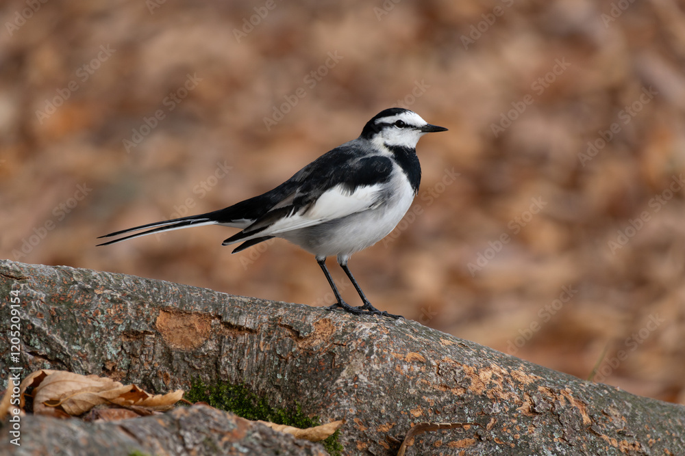 Motacilla alba lugens, known as the White Wagtail, rests on a tree trunk surrounded by fall foliage. Motacilla alba lugens, known as the White Wagtail, rests on a tree trunk surrounded by fall foliage.
