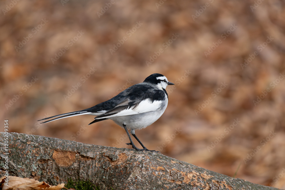 Motacilla alba lugens, known as the White Wagtail, rests on a tree trunk surrounded by fall foliage. Motacilla alba lugens, known as the White Wagtail, rests on a tree trunk surrounded by fall foliage.