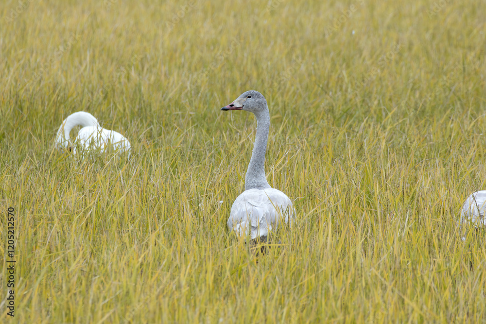 Fototapeta premium Baby Tundra Swan, Bewick's Swan (Cygnus columbianus), flew in from the north to spend the winter in the field in Japan.