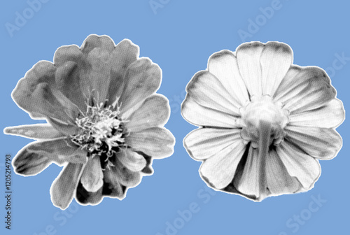 close up of daisy flower pixelate grayscale color halftone dotted texture style collage element isolated on blue background