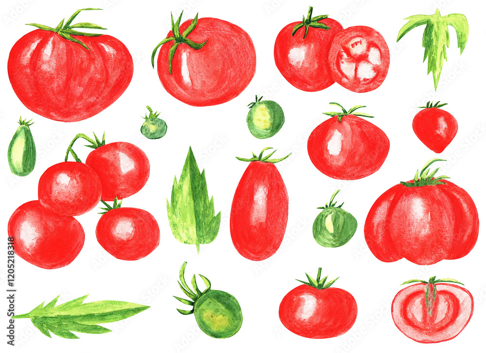 Watercolor Fresh ripe tomatoes on the branch. Hand drawn watercolor illustration isolated on white background, slice tomato, red tomato Watercolor Fresh ripe tomatoes on the branch. Hand drawn watercolor illustration isolated on white background, slice tomato, red tomato