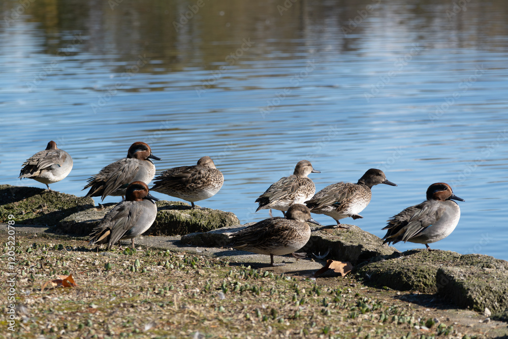 Fototapeta premium Female and male common teal resting near the pond