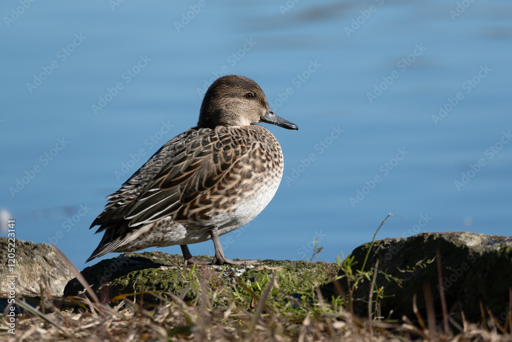 Female Common Teal on the rocks next to the pond. Its scientific name is Anas crecca. Female Common Teal on the rocks next to the pond. Its scientific name is Anas crecca.
