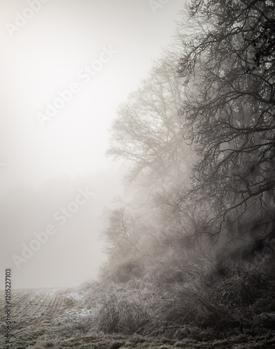 Winter am Waldrand mit Nebel und eisiger Kälte photo