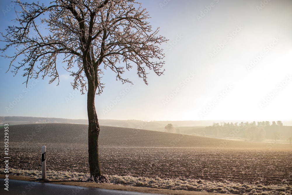 Sonnenaufgang im Winter an einer Straße mit Nebel und Schnee Sonnenaufgang im Winter an einer Straße mit Nebel und Schnee
