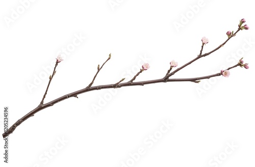 Cherry Blossoms