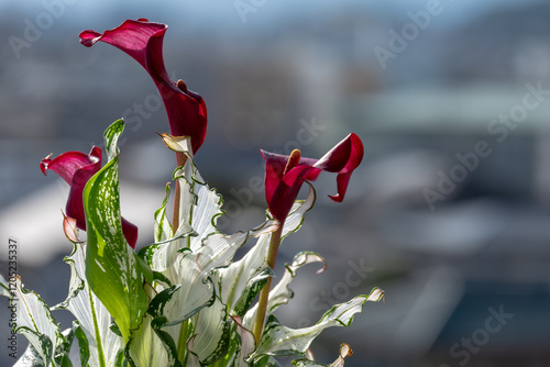 美しいカラーリリーの花と透明の葉のアップ photo