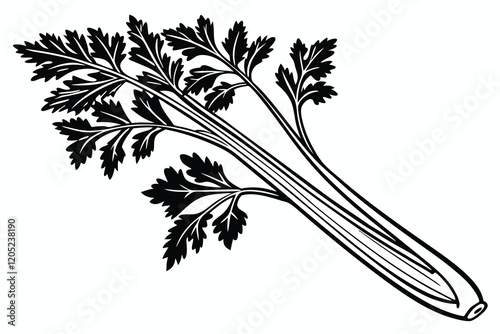 Celery Apium graveolens  silhouette, black and white, white background C.eps