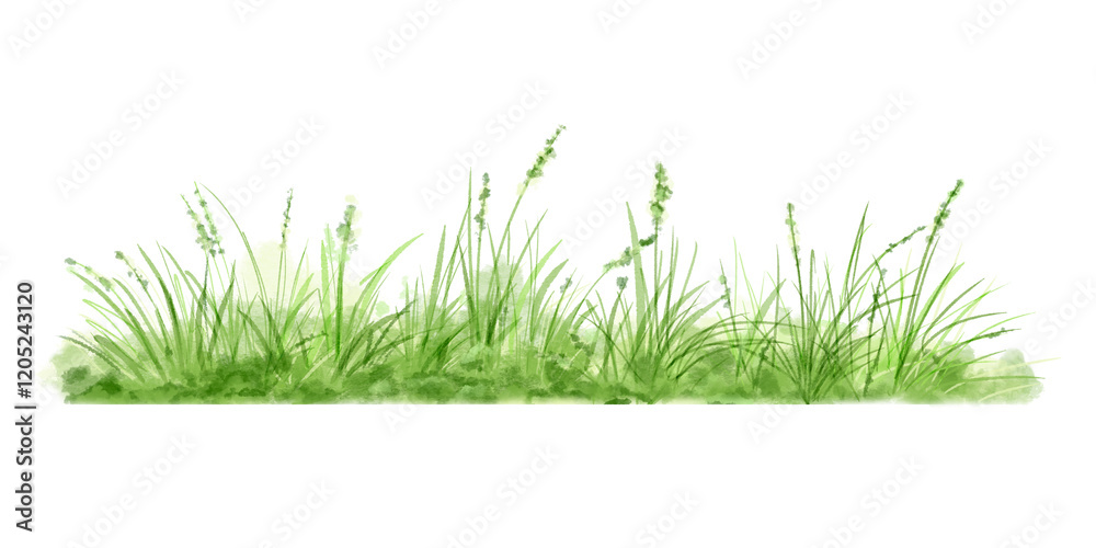 Fototapeta premium Green grass and lush bushes Watercolor digital illustration. . Spring greenery and nature landscape isolated on white background. Grass thickets and small flowers