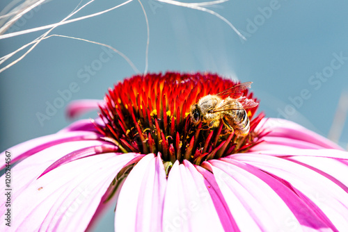 Busy Bee on a Pink Coneflower