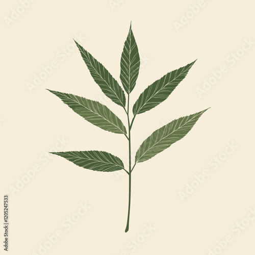 Neem leaf with sharp, clean edges, styled in green tones on a neutral beige background.