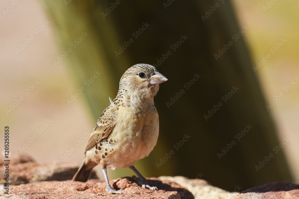 Fototapeta premium Siedelwebervogel (philetarius socius) in der Namib