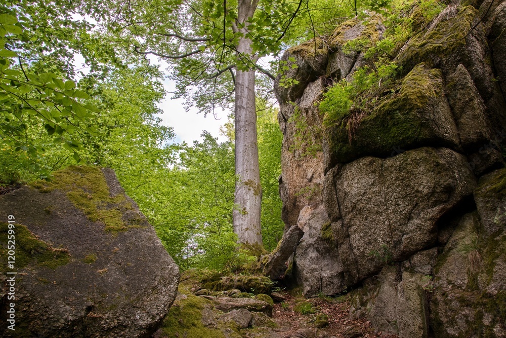A huge old tree in between the rocks at Vysocina region, Czech republic