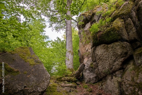 Obraz na płótnie A huge old tree in between the rocks at Vysocina region, Czech republic w salonie