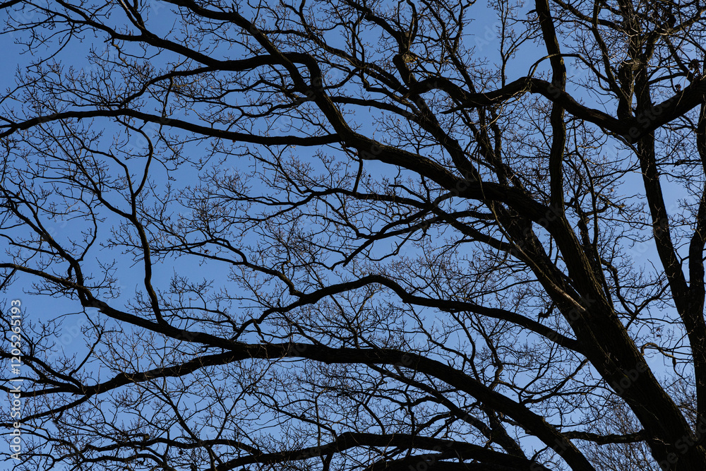 Branches of oak tree, without leaves against blue sky. Spring landscape Branches of oak tree, without leaves against blue sky. Spring landscape