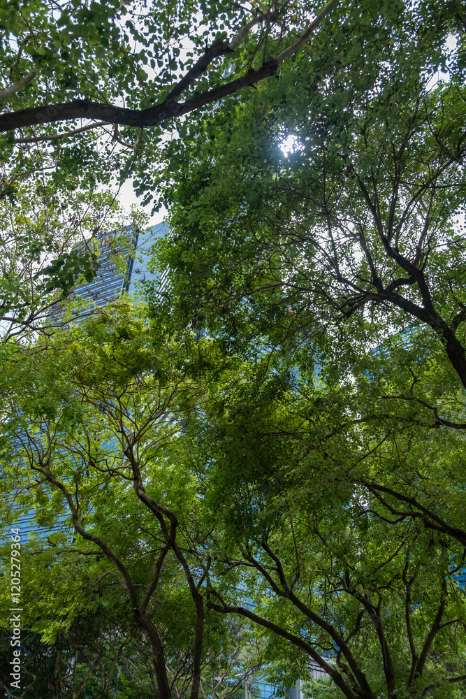 Fototapeta premium View of the large tree with building facade on the background