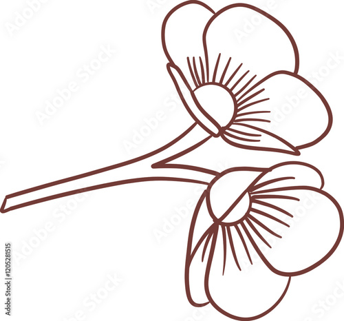 White poppy flower illustration on transparency background
