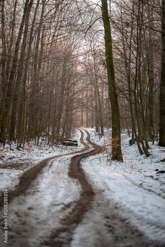 Wallpaper Mural Waldweg im kalten und frostigen Winter bei Nebel Torontodigital.ca