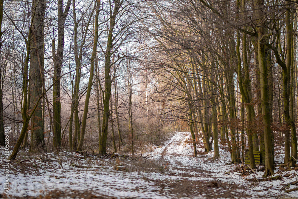 Ein verschneiter Wald mit Nebel Eis und Schnee Ein verschneiter Wald mit Nebel Eis und Schnee