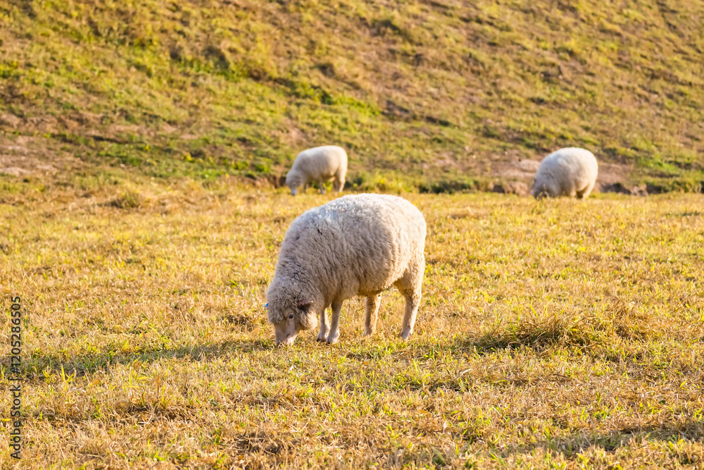 A Peaceful Sheep Grazing in a Golden Pasture During Sunset, Surrounded by Warm Light and Tranquil Nature A Peaceful Sheep Grazing in a Golden Pasture During Sunset, Surrounded by Warm Light and Tranquil Nature