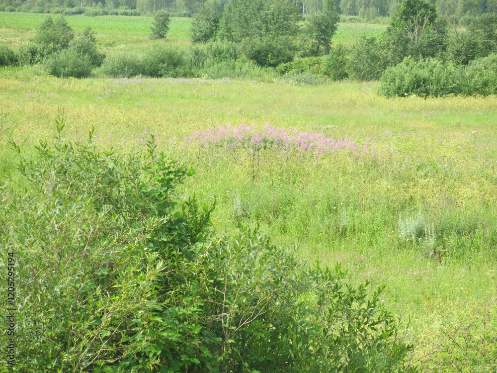Obraz premium picturesque summer Russian field in sunny weather